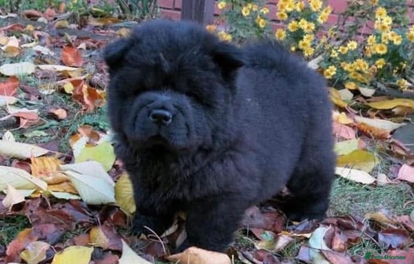 Chow Chow dogs Meet Ash - black boy  - Advert 1