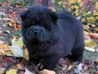 Chow Chow dogs Meet Ash - black boy - Advert 4