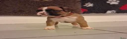 Boxer dogs for sale: BOXER KC REGISTERED PUPPIES AVAILABLE  - Advert 6