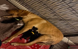 Labrador Retriever dogs for sale: Kc registered Labrador puppies available ⭐️⭐️⭐️⭐️ - Image 7