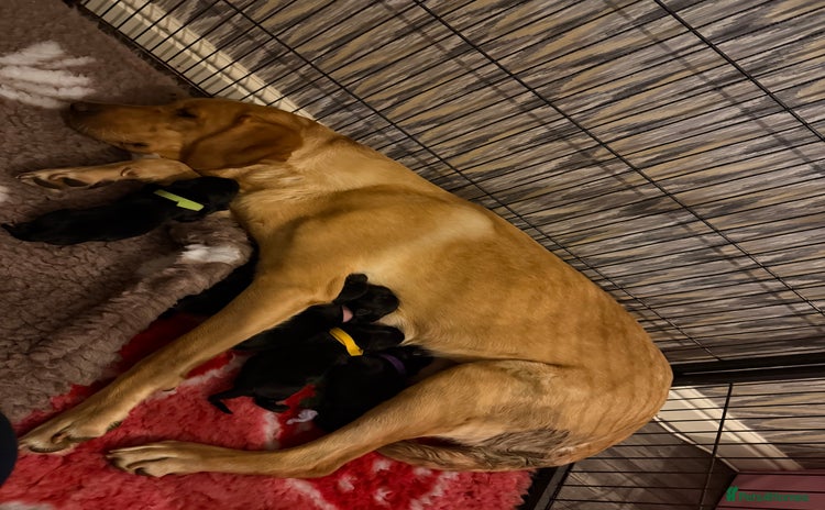 Labrador Retriever dogs - Advert 1