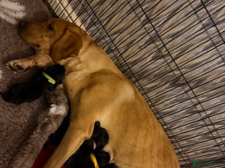 Labrador Retriever dogs - Advert 19