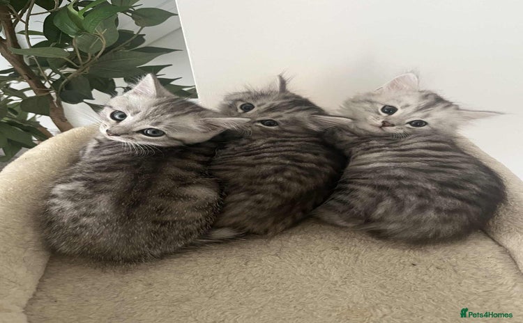Mixed Breed cats - Advert 15