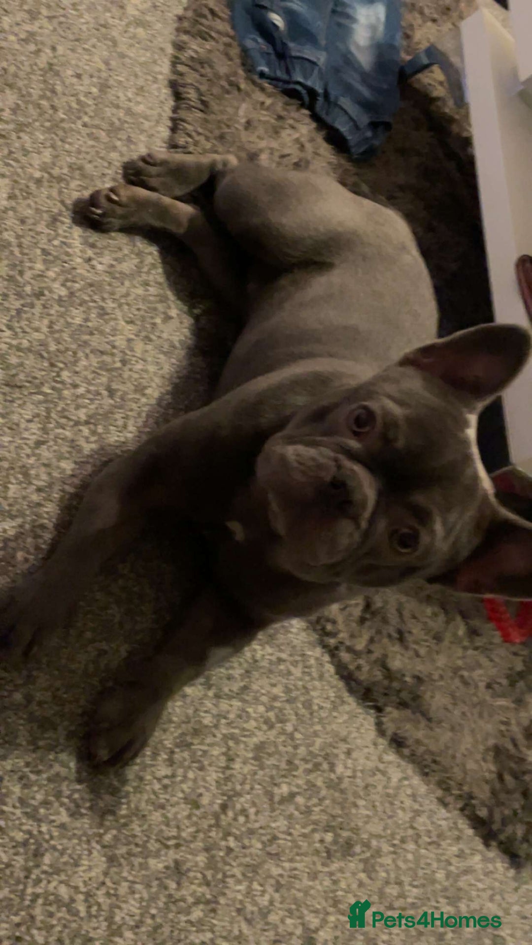 French Bulldog dogs for sale: Bailey  - Advert 2