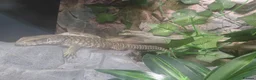 Monitor reptiles for sale: young Bosc monitor for sale - Advert 3