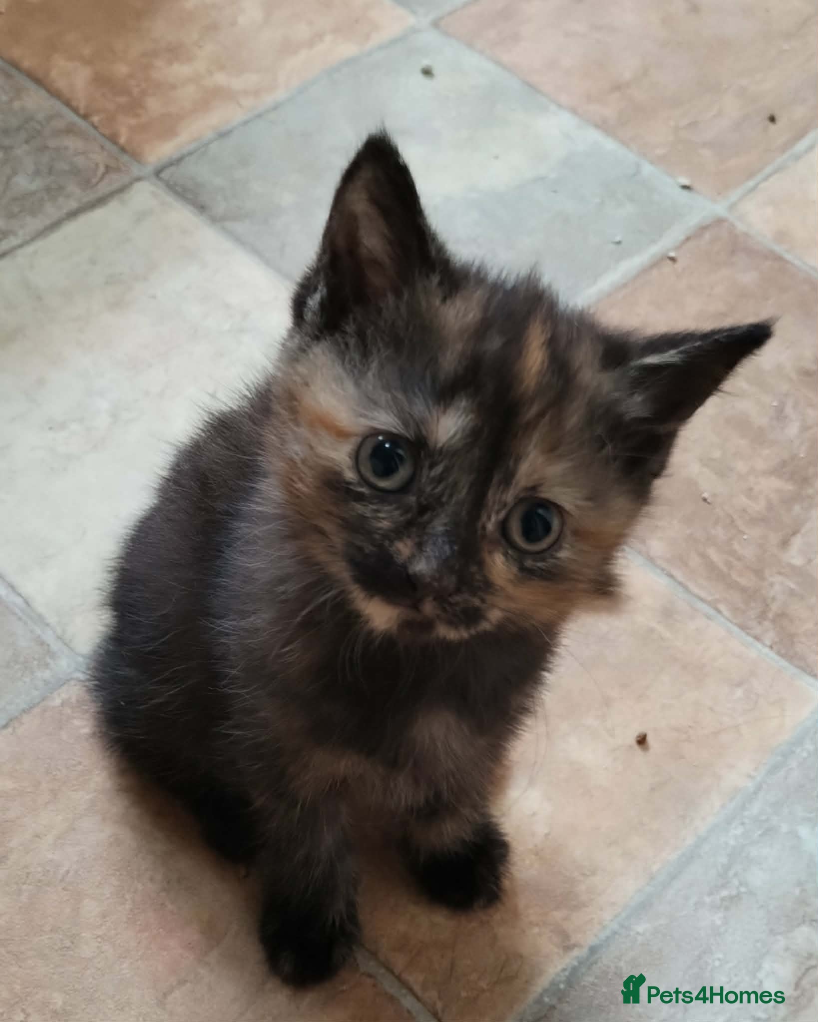 British Shorthair cats for sale: British short hair kittens in Cleckheaton - Advert 15