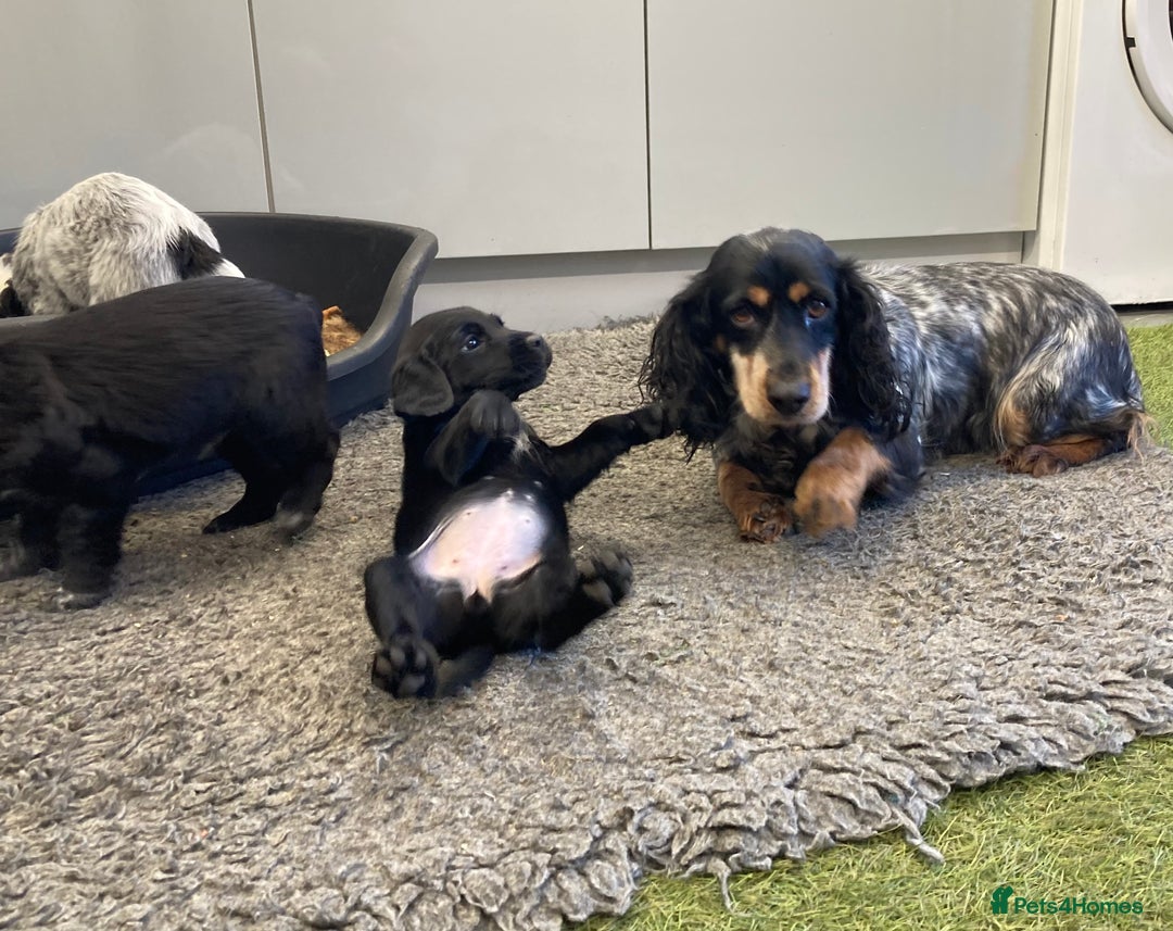 Sprocker dogs for sale: Sprocker Spaniel puppies - Advert 6