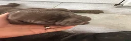 American Bully dogs for sale: **MICRO BULLY PUPPIES *** - Advert 24
