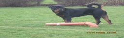 Rottweiler dogs for sale: kc reg young male - Advert 4