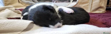 Border Collie Puppy 1