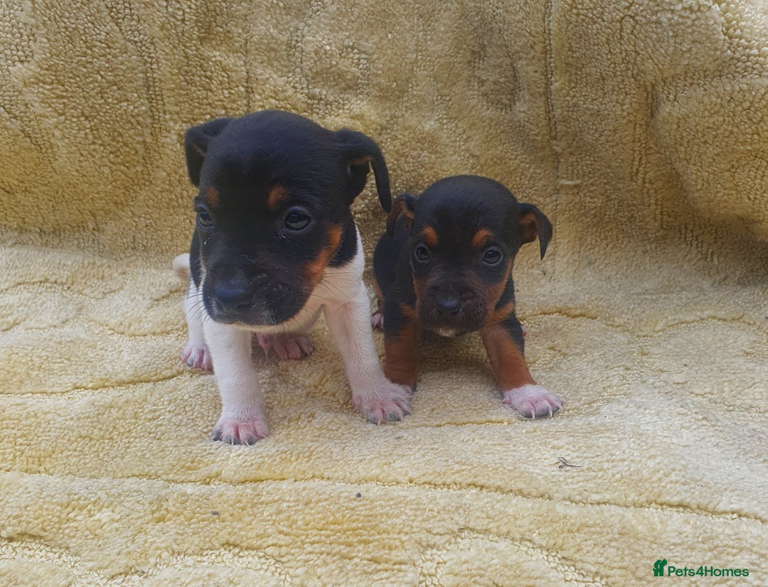 Jack Russell dogs for sale: Jack russell puppies - Image 2