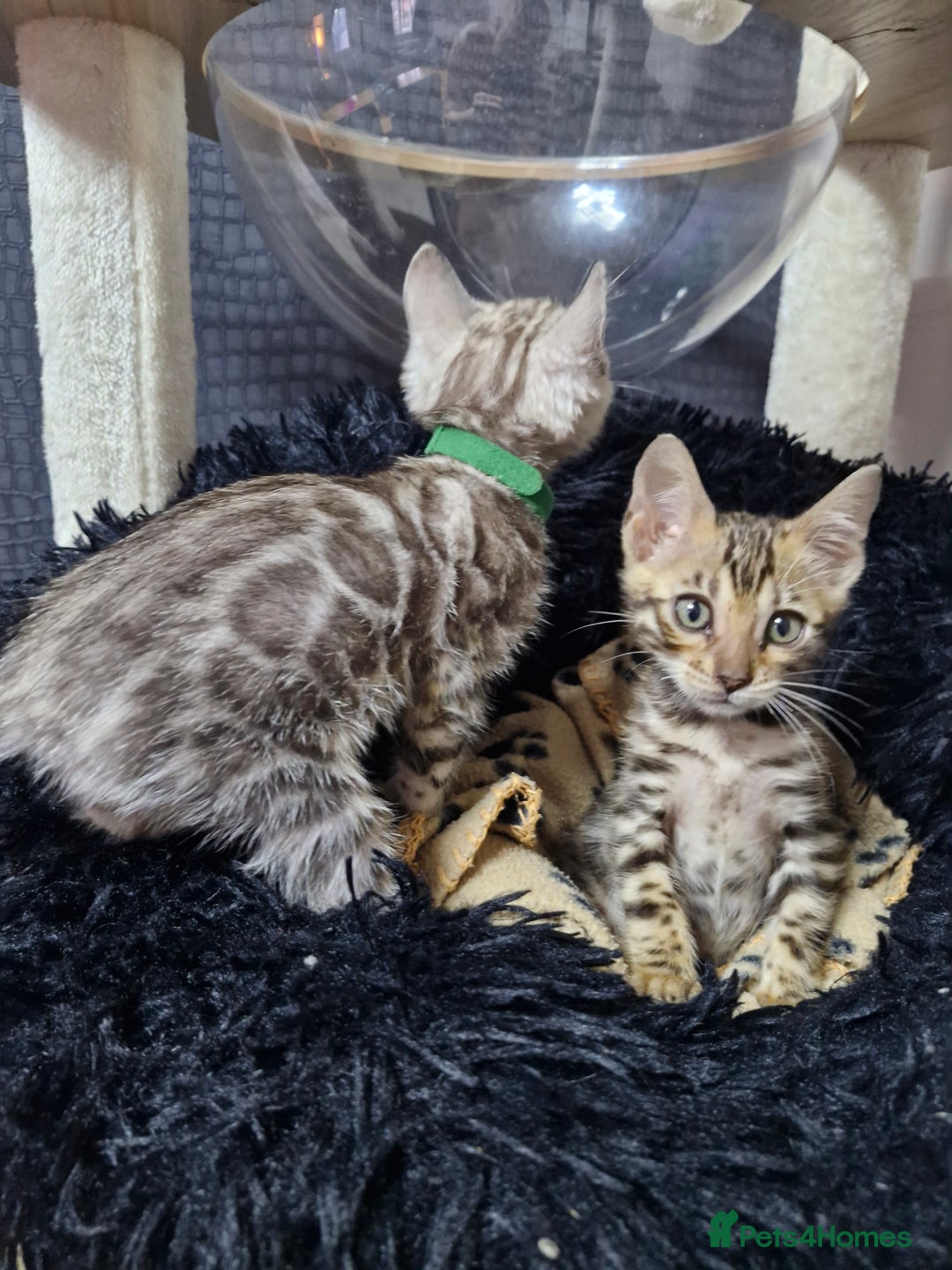 Bengal cats for sale: TICA Genetic & Health Tested Bengal Kittens  - Image 19