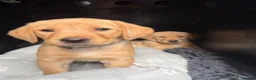 Labrador Retriever dogs for sale: KC Registered Labrador Bitch Puppy - Advert 3