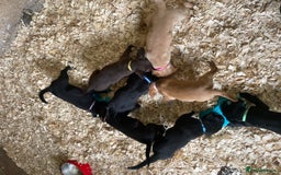 Mixed Breed dogs for sale:  8 Kelpie x labrador Puppies for sale  - Image 10