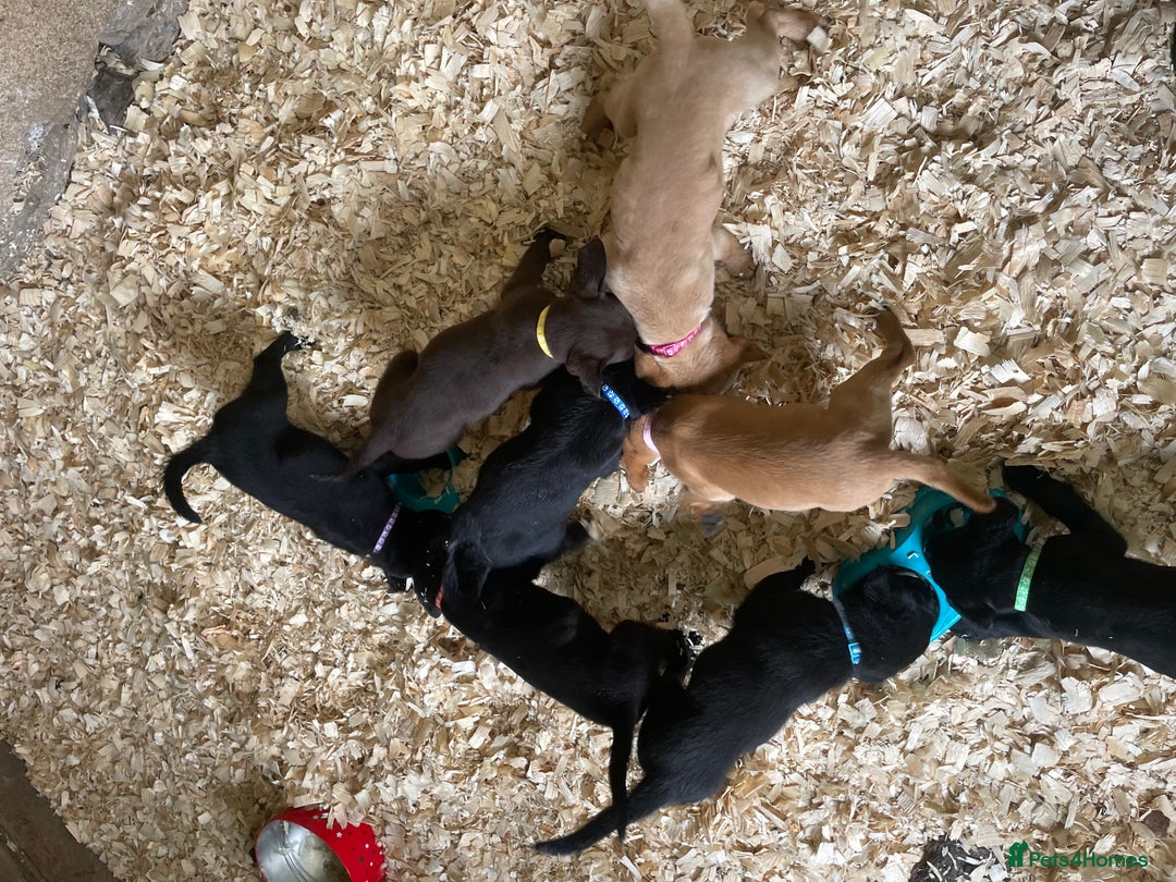 Mixed Breed dogs for sale:  8 Kelpie x labrador Puppies for sale  - Image 10