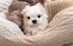 Maltese dogs for sale: ✨💫Tiny Exquisite Bambelina Maltese 💫✨ - Image 2