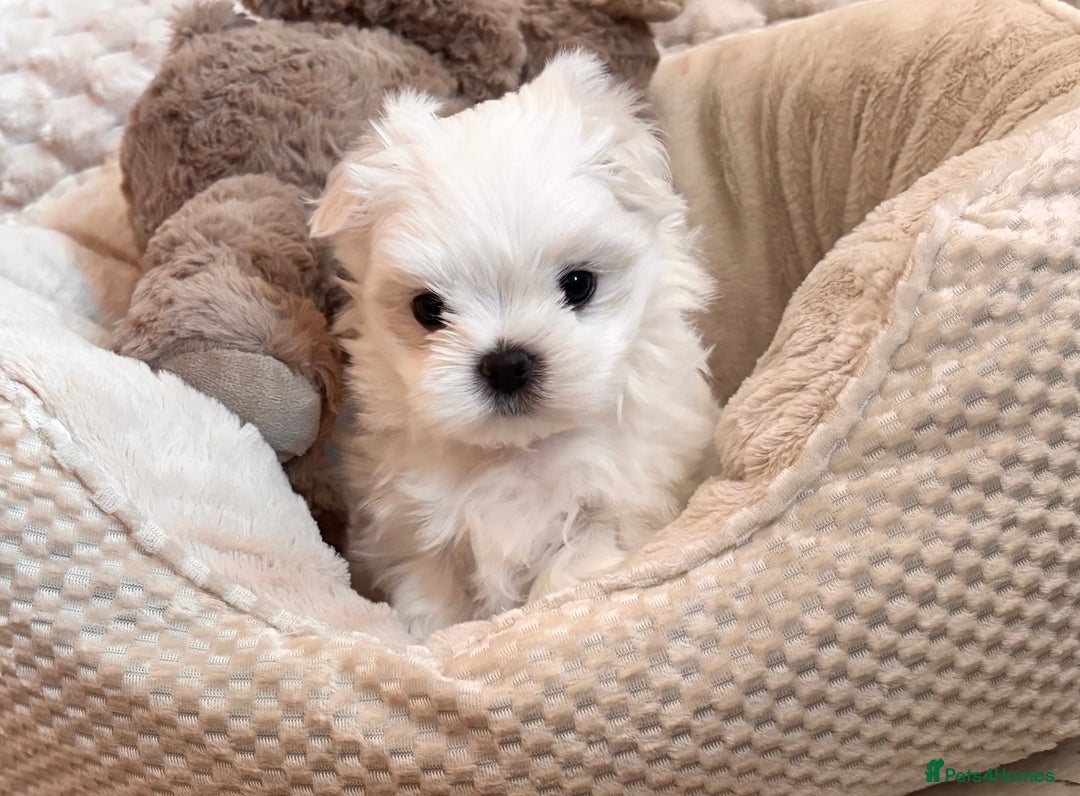 Maltese dogs for sale: ✨💫Tiny Exquisite Bambelina Maltese 💫✨ - Image 2