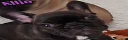 French Bulldog dogs for sale: KC QUALITY PUPPIES - Advert 20
