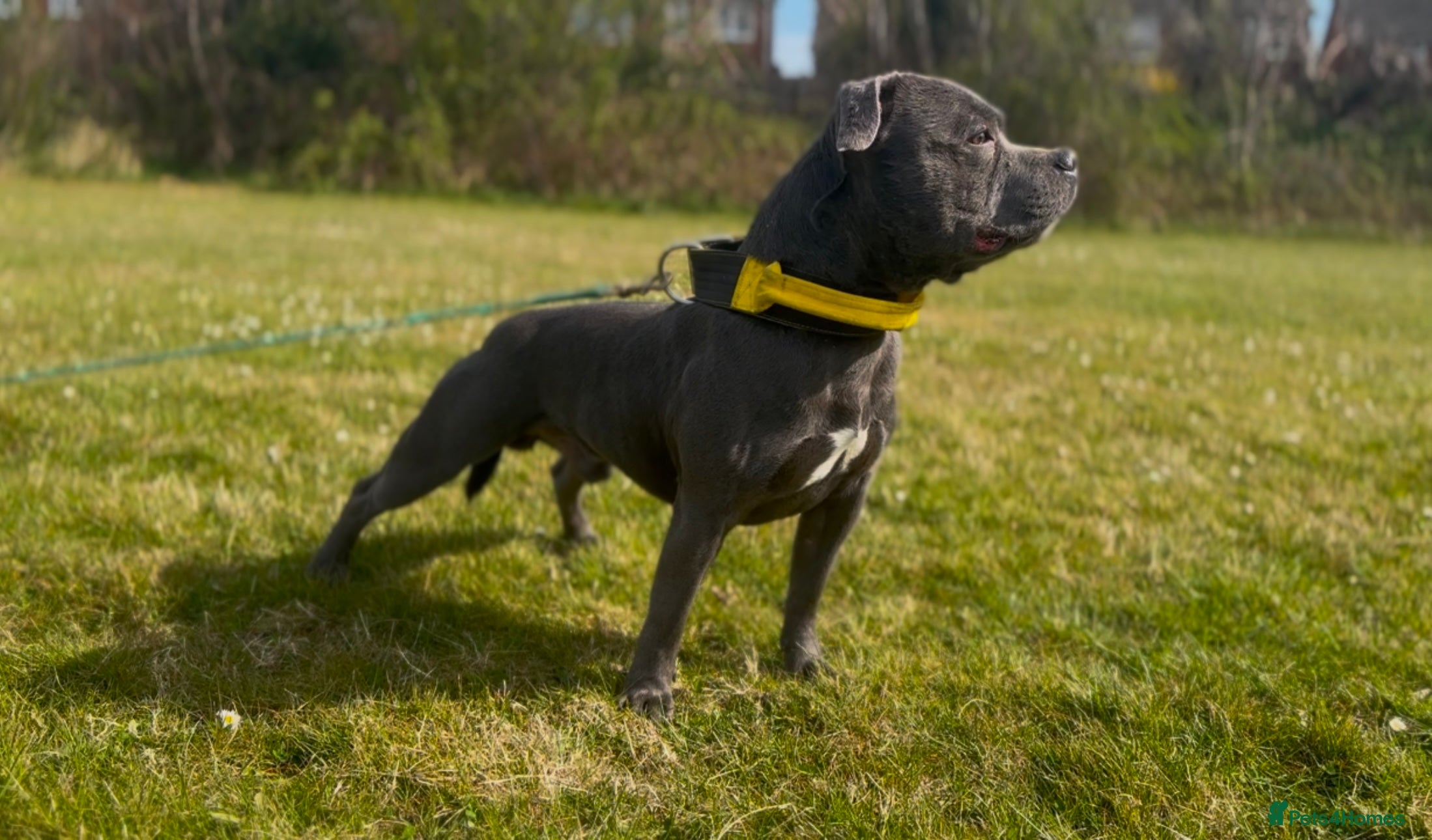 Staffordshire Bull Terrier dogs SON OF WORLD FAMOUS MULTI CH PIRO AT STUD in Birmingham - Advert 18