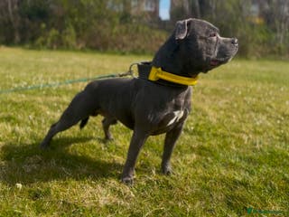 Staffordshire Bull Terrier dogs SON OF WORLD FAMOUS MULTI CH PIRO AT STUD in Birmingham - Advert 4