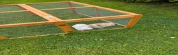 Dwarf Lop rabbits for sale: Bonded male pair of dwarf lops - Advert 5