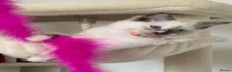 Ragdoll cats for sale: 14 week old ragdoll  in Nottingham - Advert 2