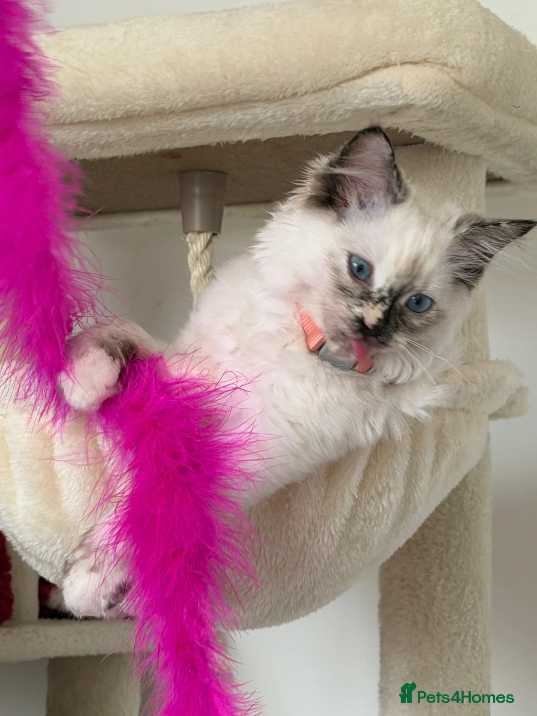 Ragdoll cats for sale: 14 week old ragdoll  in Nottingham - Advert 2