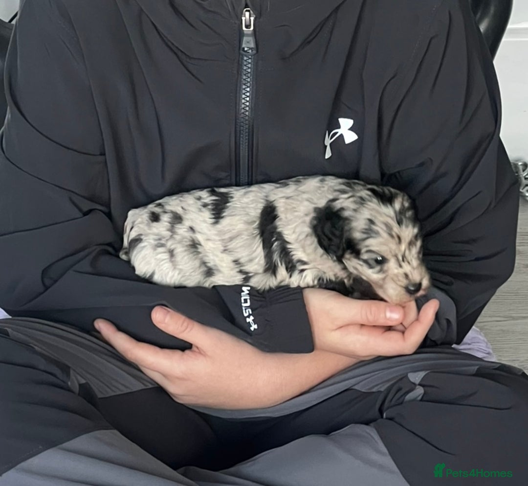 Yorkiepoo dogs for sale:  We go We - Advert 13