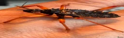 Praying Mantis invertebrates for sale: Praying mantis for sale - Advert 5