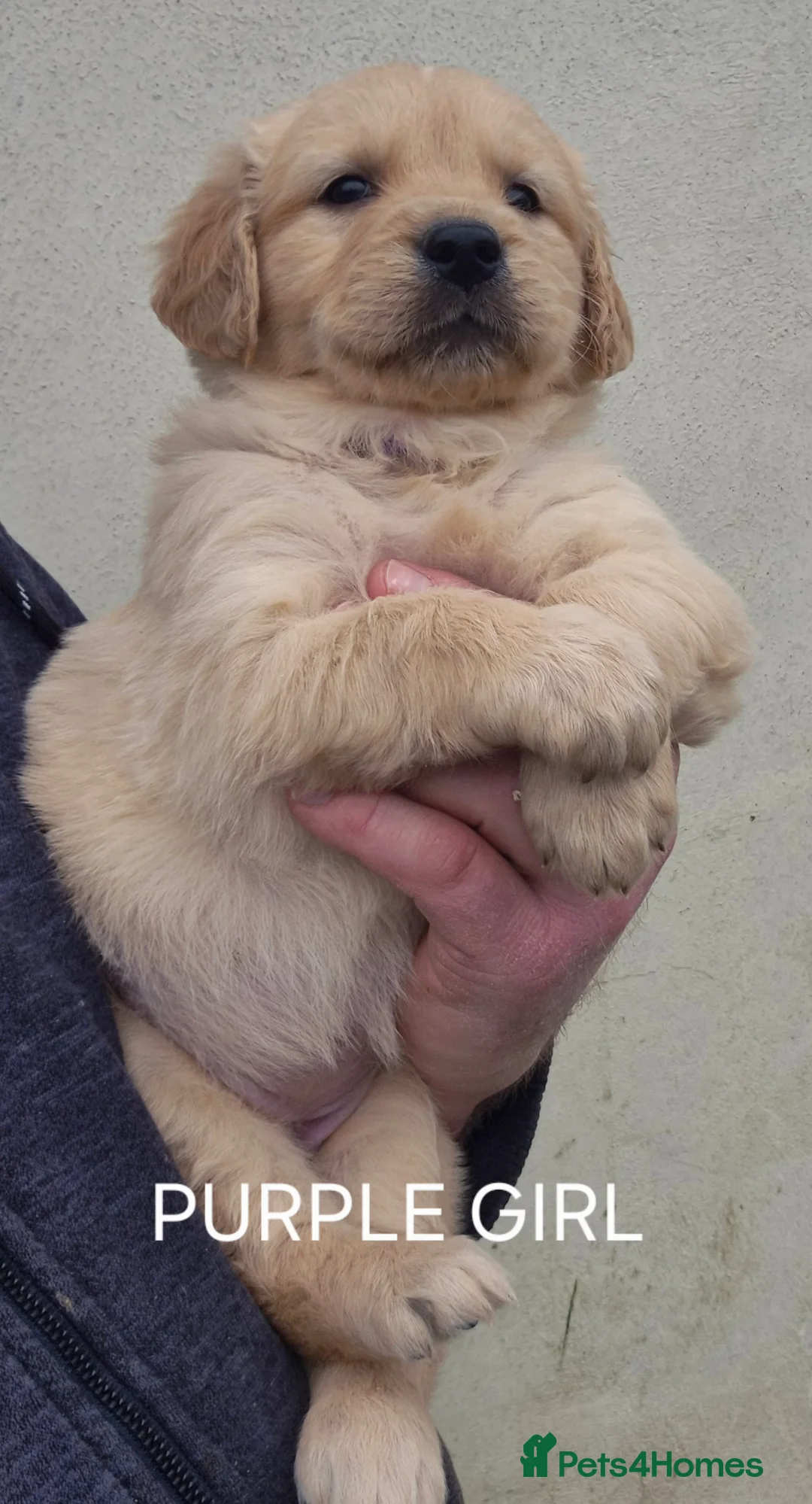 Golden Retriever dogs for sale: KC GOLDEN RETRIEVER PUPPIES HEALTH SCORED PARENTS  - Advert 16