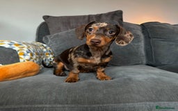 Dachshund dogs for sale: Miniature Chocolate Dapple Dachshund Bitch  - Image 9