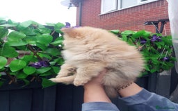 Pomeranian dogs for sale: Pomeranian puppies  - Image 2