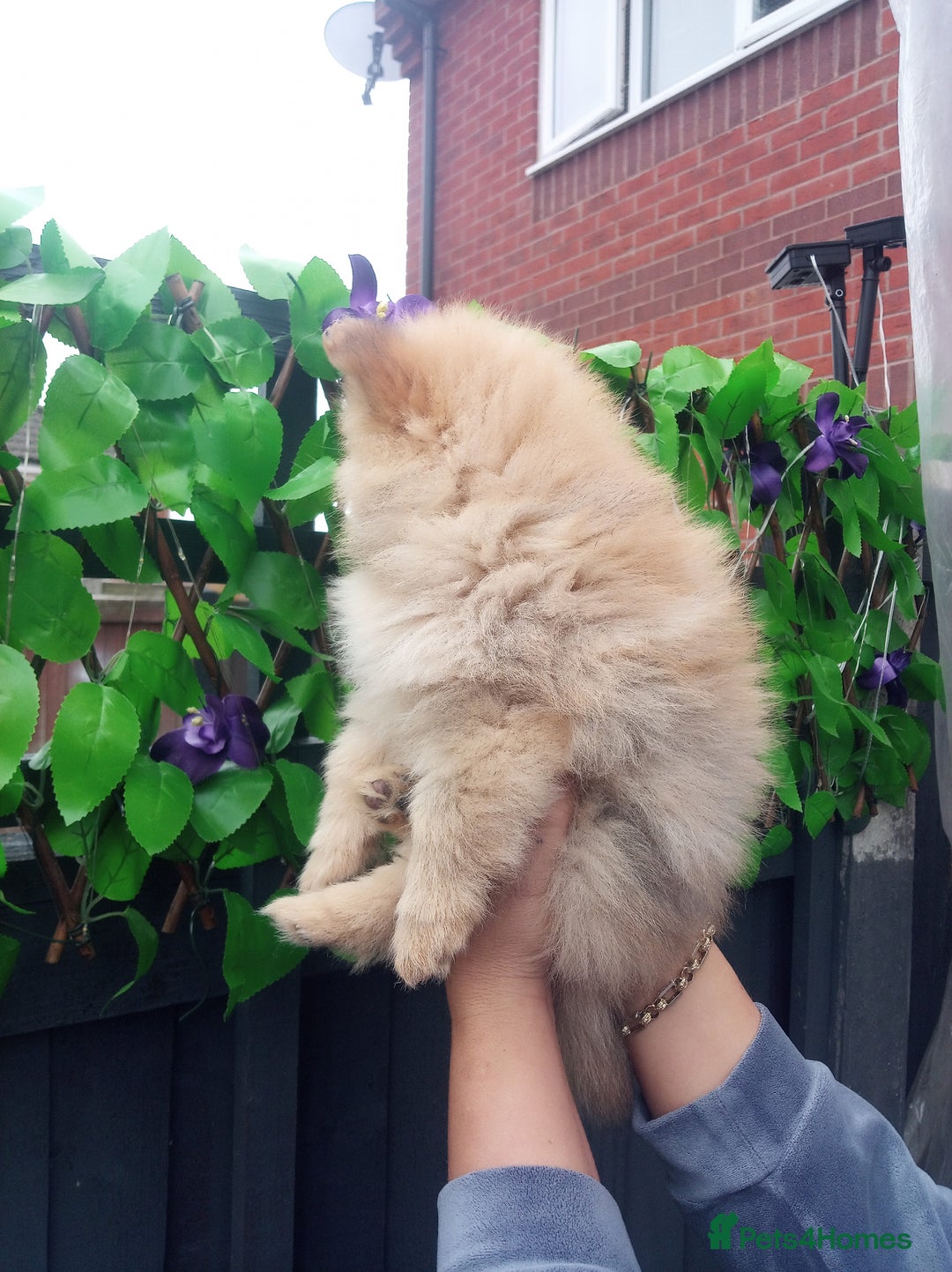 Pomeranian dogs for sale: Pomeranian puppies  - Image 2