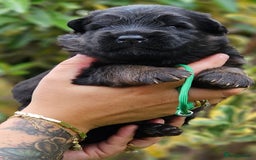 German Shepherd dogs for sale: Long Coat, Health tested, DM clear, GSD pups - Image 40