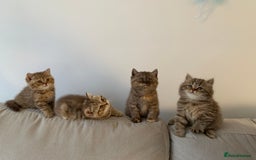 British Shorthair cats for sale: 🤎 TICA pedigree gingery tabby British shorthairs - Image 4