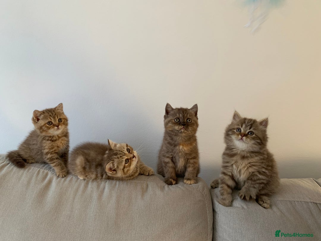 British Shorthair cats for sale: 🤎 TICA pedigree gingery tabby British shorthairs - Image 4