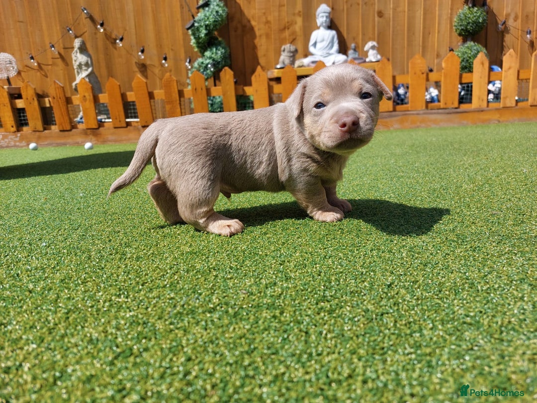 Jack Russell dogs for sale: Lilac/Blue Jack Russell puppies  in Hornchurch - Image 27