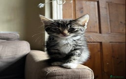 Domestic Shorthair cats for sale: Beautiful kittens for sale £50 each - Image 5