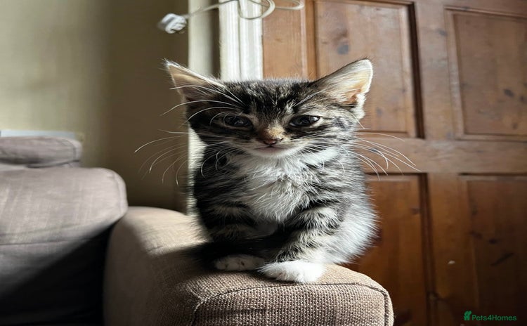 Domestic Shorthair cats - Advert 2