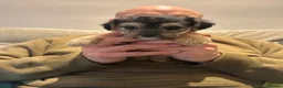 Mixed Breed dogs for sale: 1 left no more time wasters - Cute F1 Toy Jackapoo - Advert 8