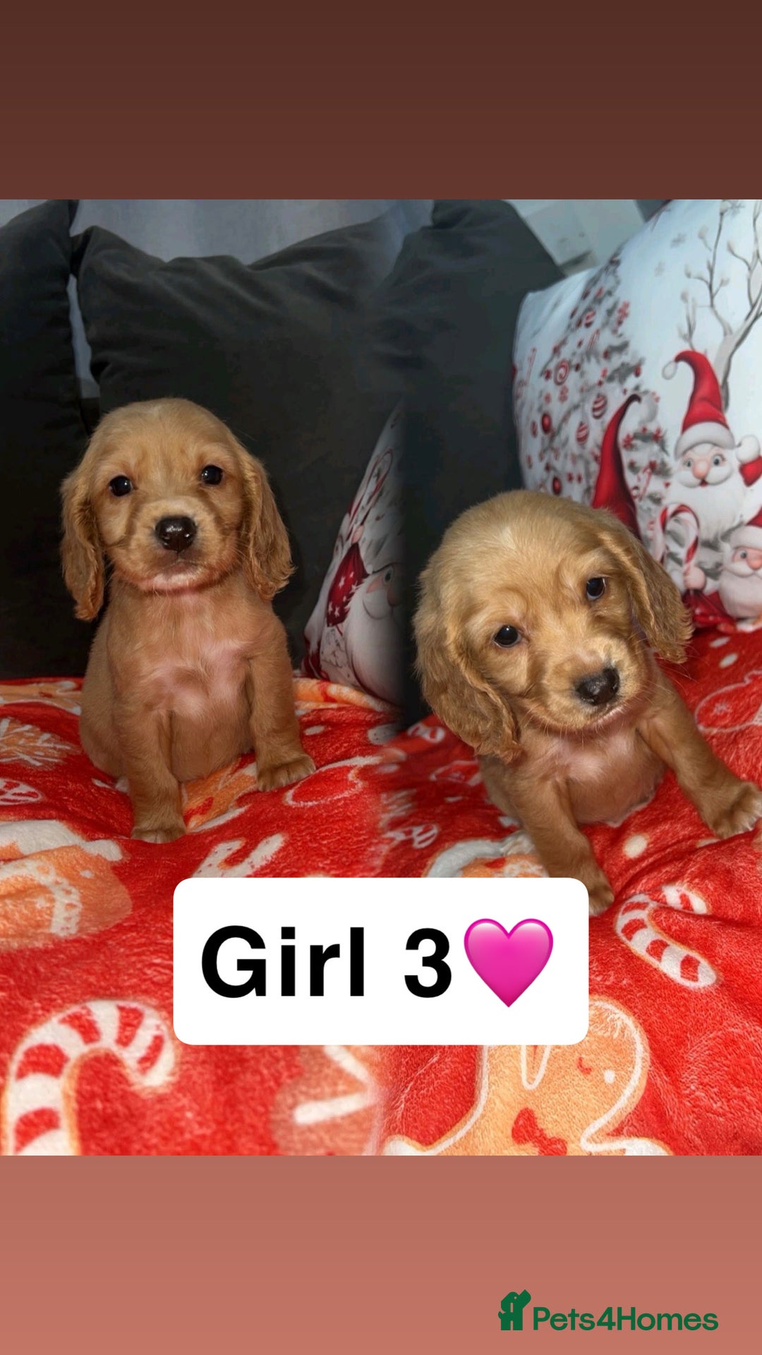 Cocker Spaniel dogs for sale: Gorgeous cocker spaniel puppys - Advert 4