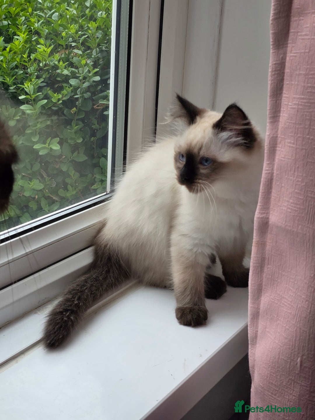 Ragdoll cats for sale: Last Stunning Ragdoll Kitten  - Image 7