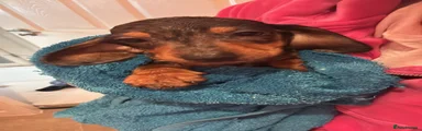 Dachshund Puppy 1 re listed and ready to go
