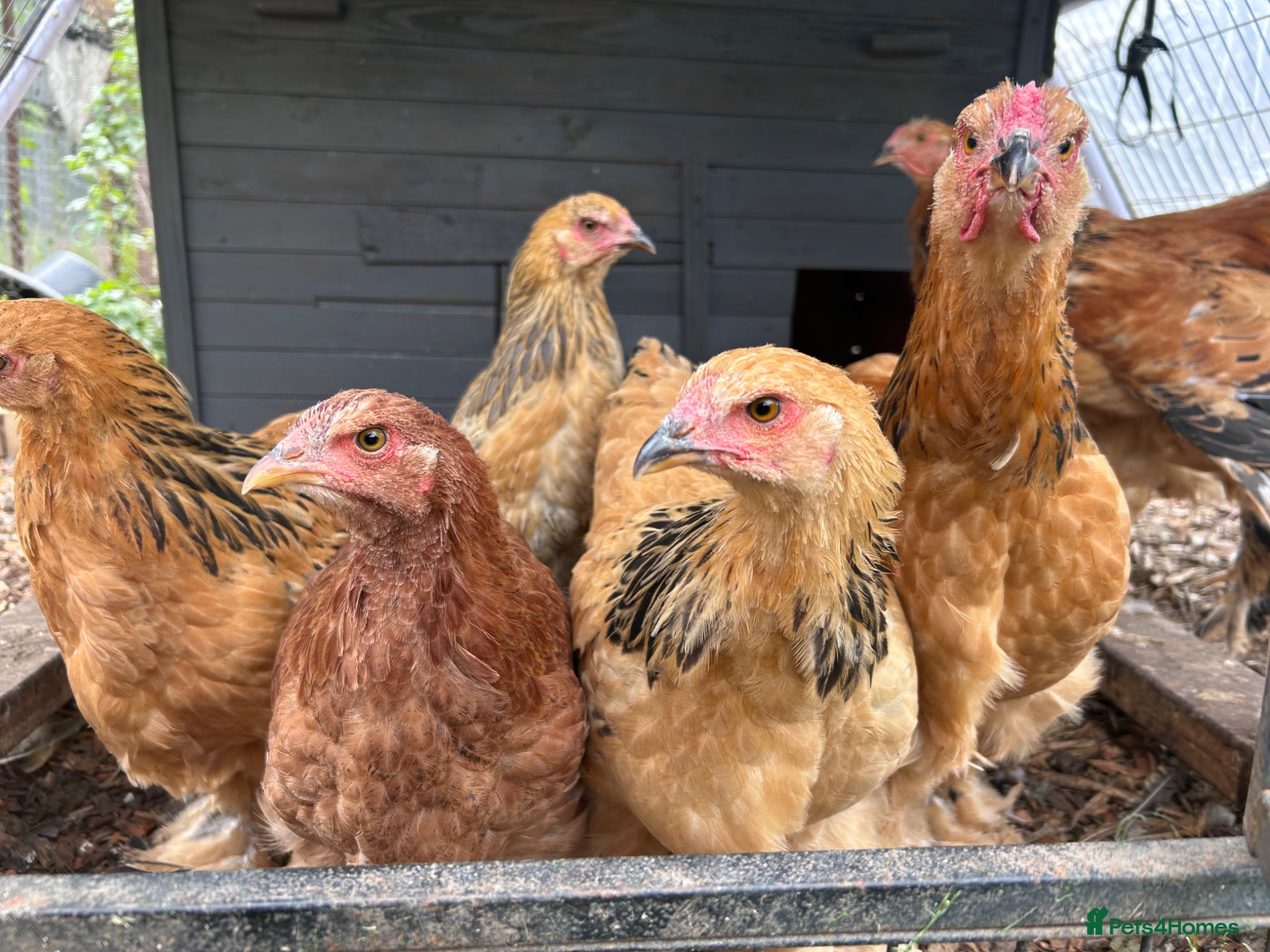 Chickens poultry Brahma  - Advert 1