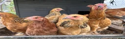 Chickens poultry for sale: Brahma  - Advert 1