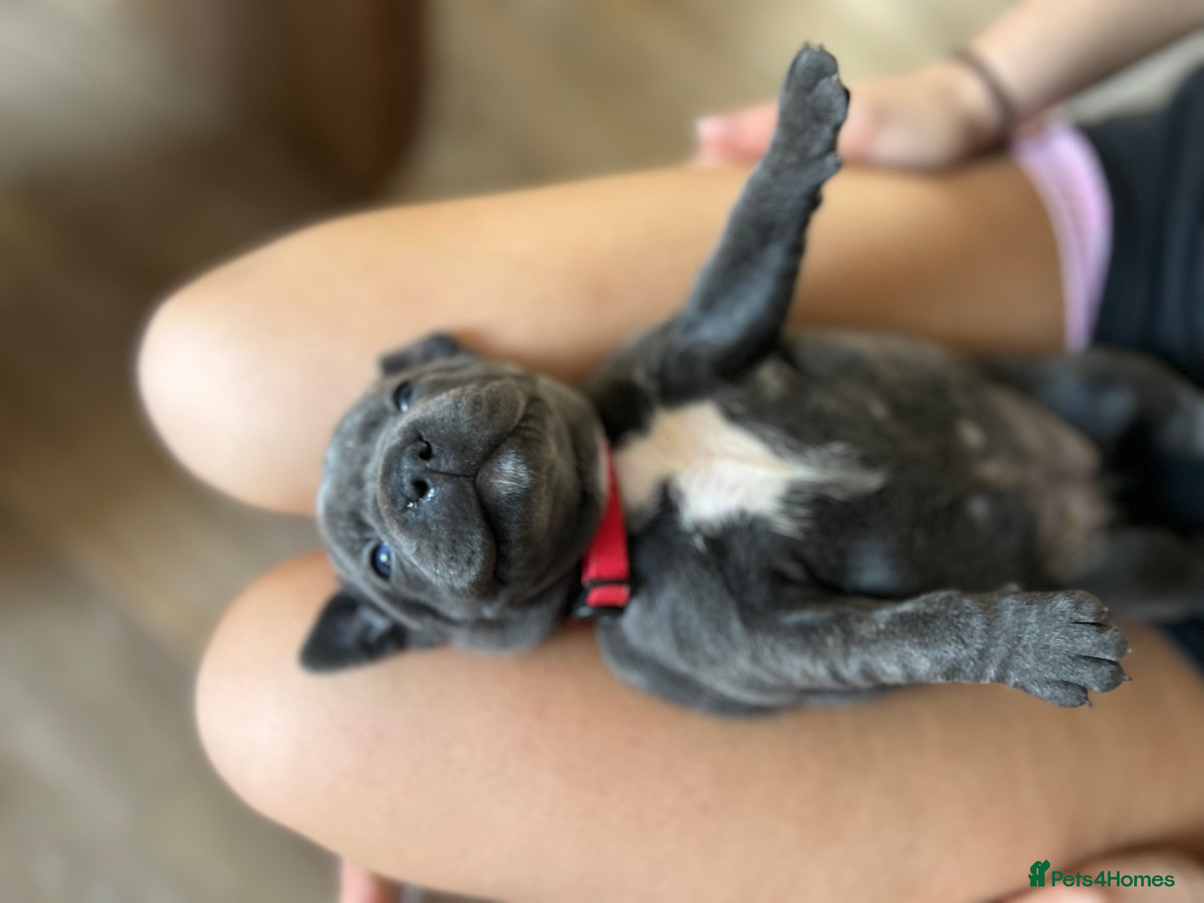 Staffordshire Bull Terrier dogs Champion Blue Staffordshire Bull Terrier Puppies - Advert 2