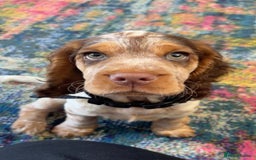 Cocker Spaniel dogs for stud: Stunning  Cocker Spaniel for stud in Northwood - Image 14
