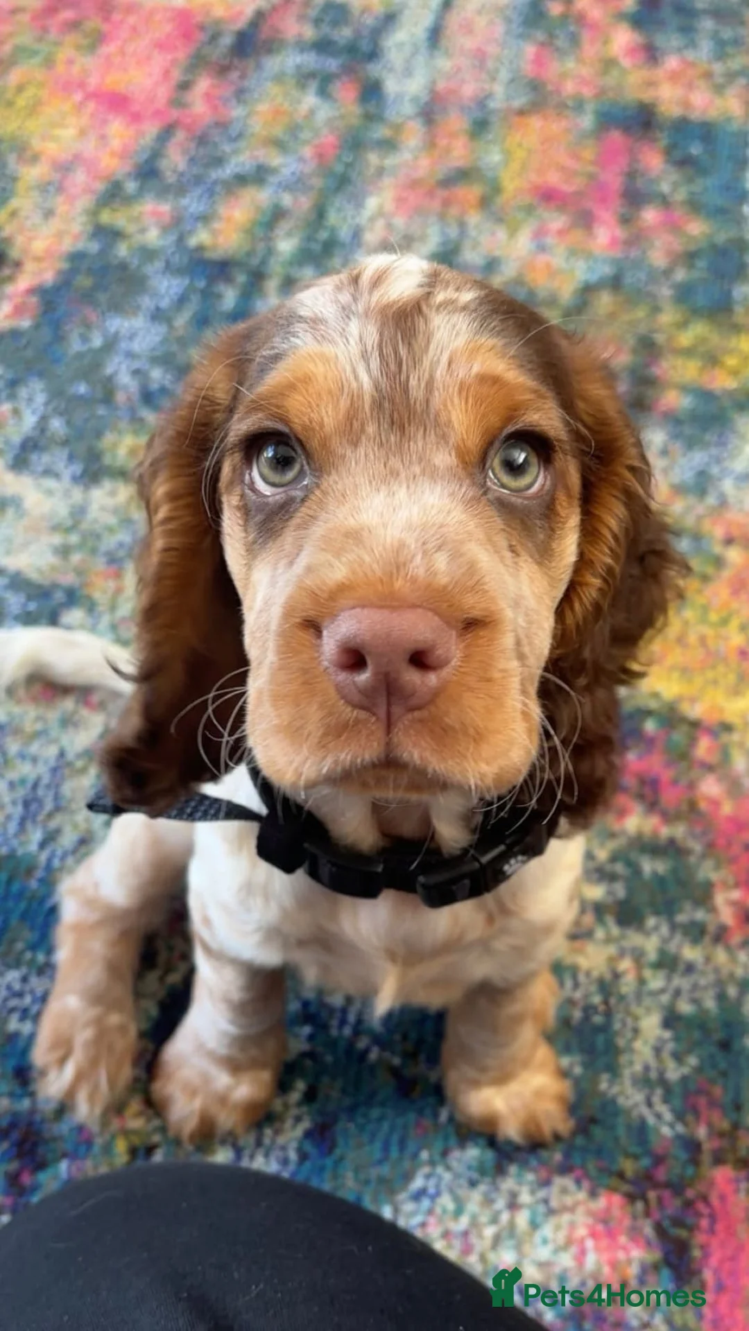 Cocker Spaniel dogs for stud: Stunning  Cocker Spaniel for stud in Northwood - Advert 14