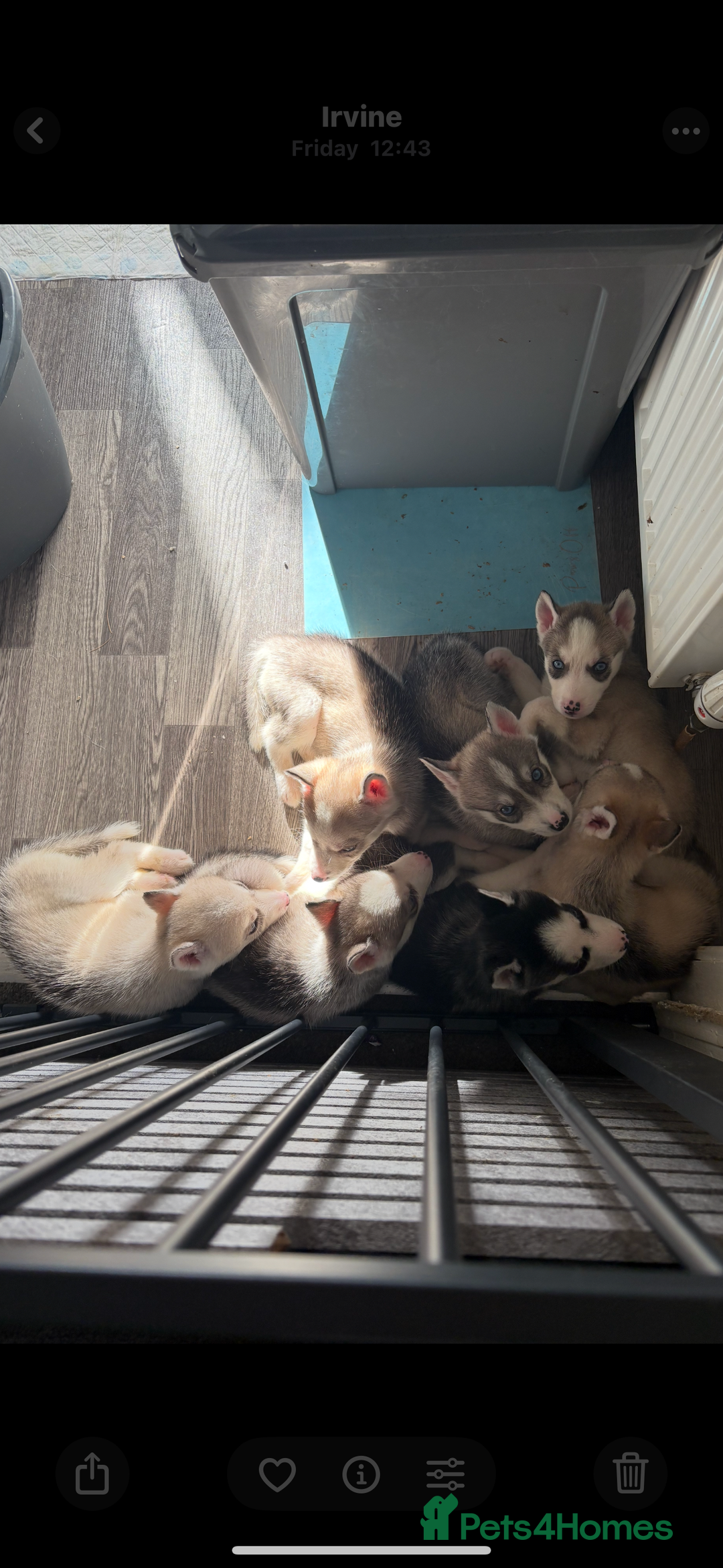 Siberian Husky dogs for sale: Husky puppies - Image 13