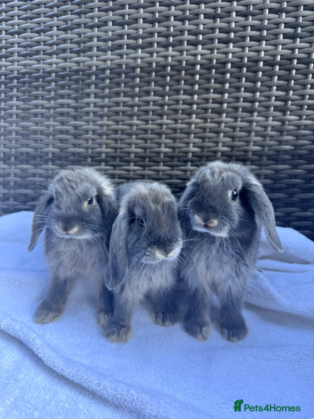Mini Lop rabbits for sale: 4 very cute mini lops, ready for homes  - Advert 2